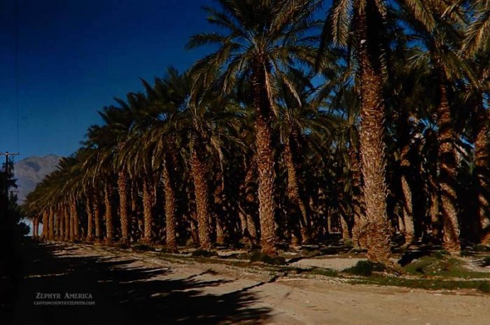 The Date Palms at Furnace Creek Ranch. Herb Ringer. 1960