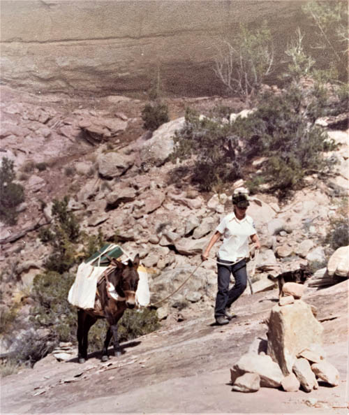 1974 Becky Brock leading Enid hauling water up to Perfect Kiva for the archaeological stabilization crew. BLM photo