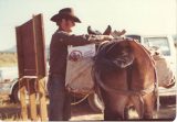 1974 Pete Steele preparing for pack trip. Mule is tied to Grand Gulch wooden sign at Kane Spring. Bears Ear butte in background. BLM photo