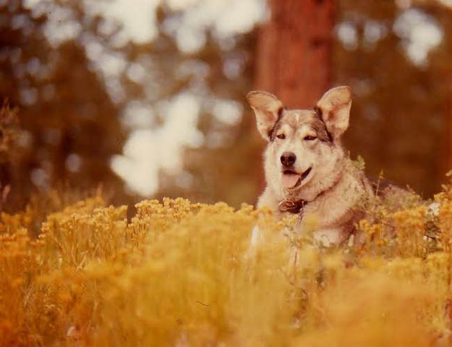 Muckluk the Wonder Dog. Photo by Jim Stiles