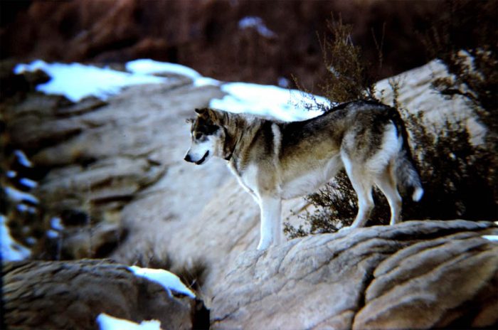 Muckluk the Wonder Dog. Photo by Jim Stiles