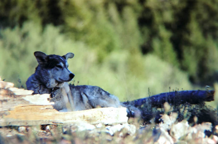 Muckluk the Wonder Dog. Photo by Jim Stiles