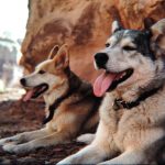 Muckluk and Squawker. Photo by Jim Stiles