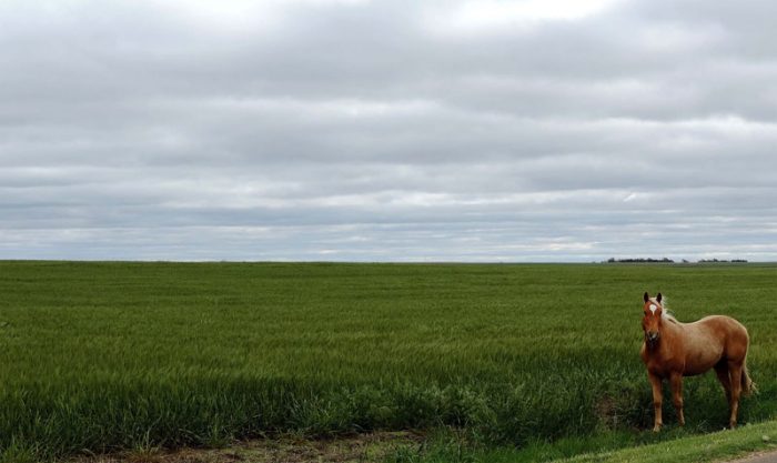 Horse by a wheat field. Photo by Jim Stiles