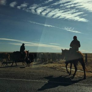 Moving the herd. Photo by Tonya Stiles